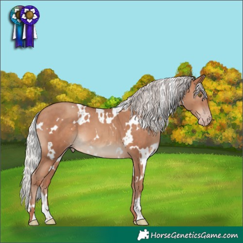 Horse Color:White Spotted Silver Sable Champagne