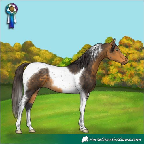 Horse Color:Buckskin Tobiano 