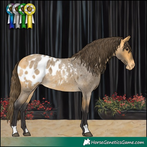 Horse Color:Buckskin Roan Blanket