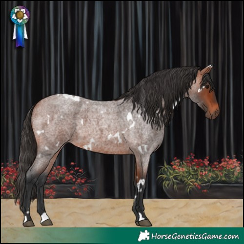 Horse Color:White Spotted Bay Roan 