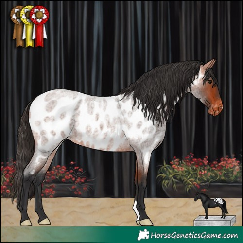 Horse Color:Bay Roan Near Leopard