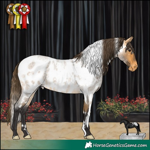 Horse Color:White Spotted Buckskin Roan Appaloosa 