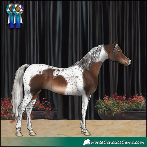 Horse Color:Silver Brown Tobiano 