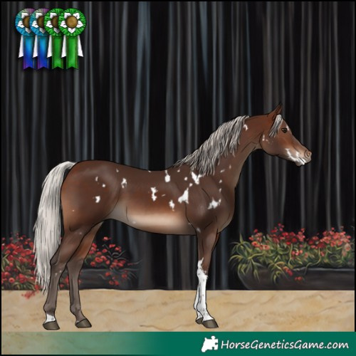 Horse Color:White Spotted Silver Brown Tobiano
