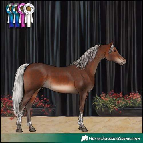 Horse Color:Silver Brown Tobiano