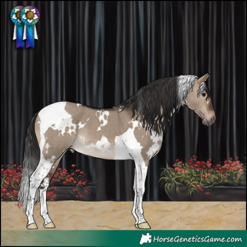 Horse Color:White Spotted Brown Dun Tobiano