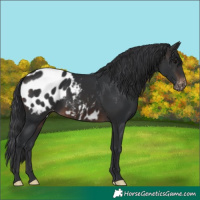 Horse Color:Brown Blanket