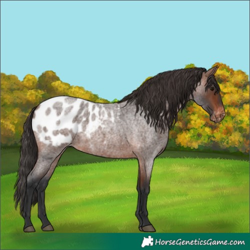 Horse Color:Brown Roan Appaloosa