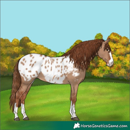 Horse Color:Red Dun Appaloosa 