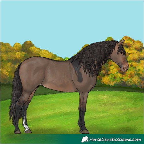 Horse Color:Brown Dun Appaloosa