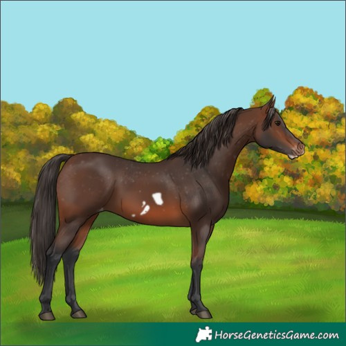 Horse Color:Brown Frame Appaloosa 