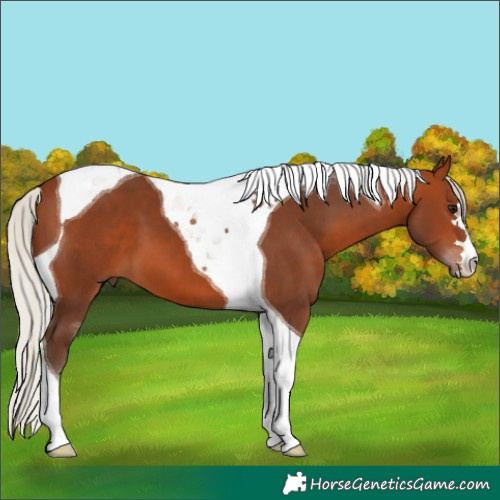 Horse Color:Silver Brown Tobiano 