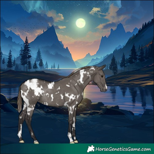 Horse Color:White Spotted Smoky Grullo Appaloosa Rabicano 