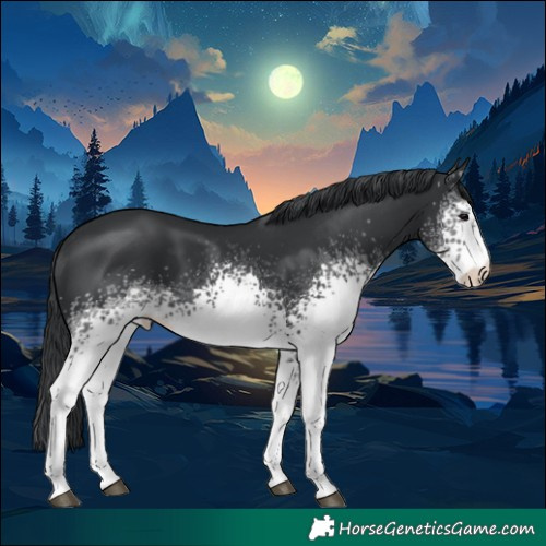 Horse Color:White Spotted Black