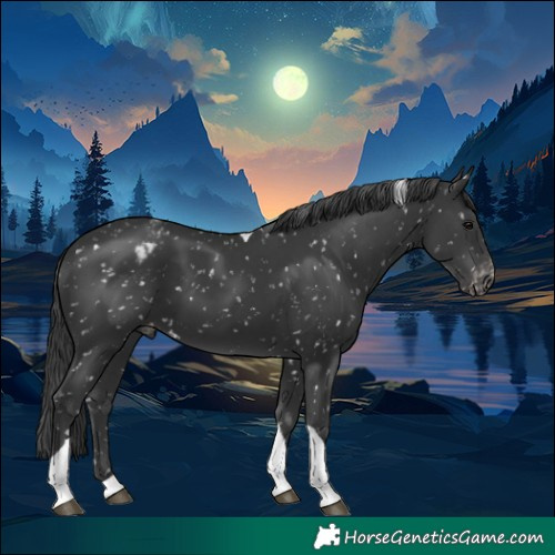 Horse Color:Black Tobiano Appaloosa
