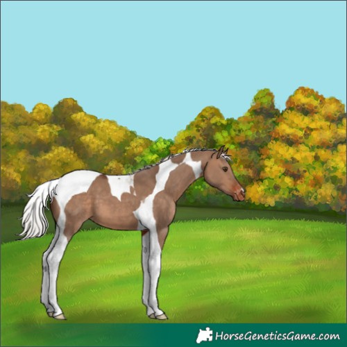 Horse Color:Silver Brown Dun Tobiano Appaloosa