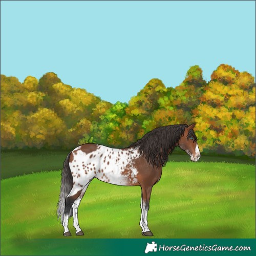 Horse Color:White Spotted Bay Splash Skewed Appaloosa