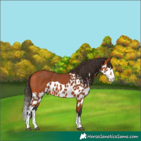 Horse Color:Bay Splash Skewed LP Spotted 