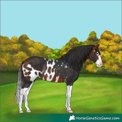 Horse Color:Bay Splash Skewed Appaloosa Rabicano
