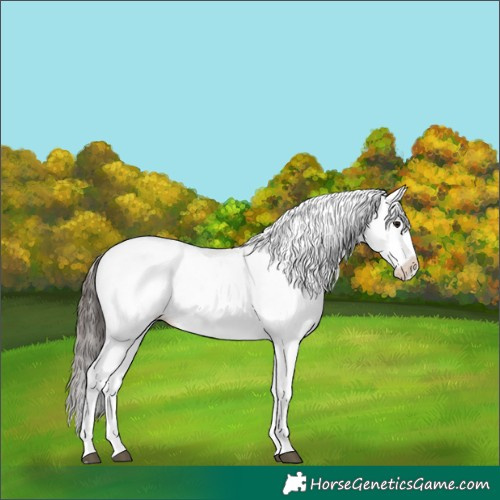 Horse Color:White Spotted Bay Splash 