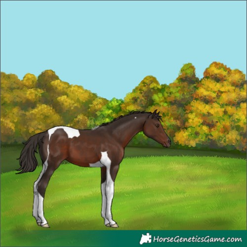 Horse Color:Liver Chestnut Tobiano 