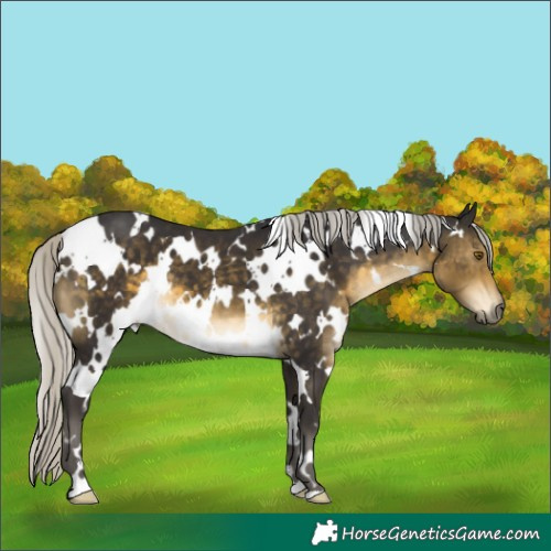 Horse Color:White Spotted Silver Buckskin 