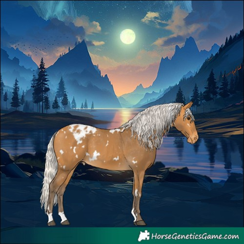 Horse Color:White Spotted Silver Buckskin Appaloosa