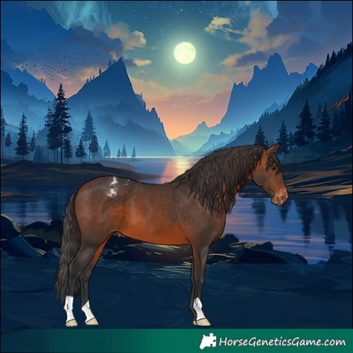 Horse Color:Brown Appaloosa