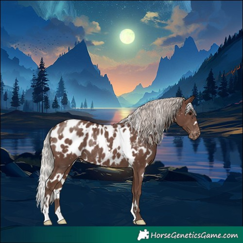 Horse Color:White Spotted Silver Black Appaloosa Rabicano 