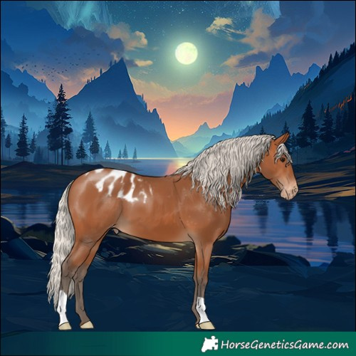 Horse Color:Silver Bay Appaloosa