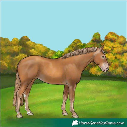 Horse Color:Gray Gold Champagne