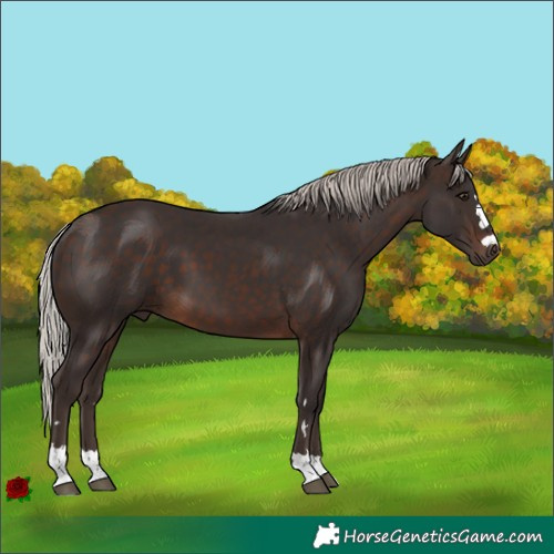 Horse Color:Silver Brown 
