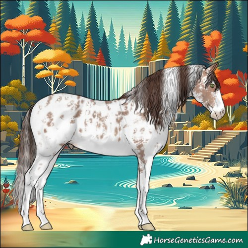 Horse Color:Sable Champagne Sabino Appaloosa