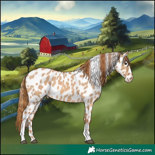 Horse Color:Red Dun Tobiano Appaloosa 