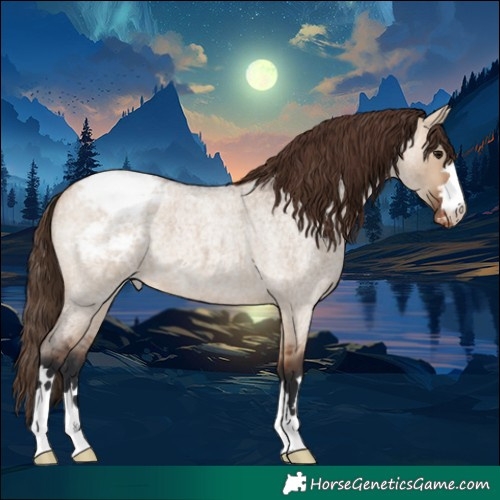 Horse Color:Bay Roan Dun Appaloosa