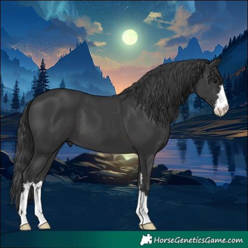 Horse Color:Black 