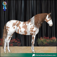 Horse Color:Black Pearl Sabino Leopard