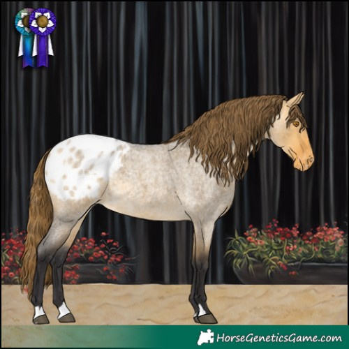 Horse Color:Buckskin Roan Dun Appaloosa 
