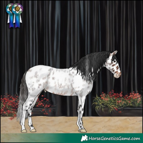Horse Color:Bay Roan Leopard