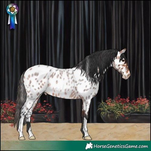 Horse Color:Bay Roan Near Leopard