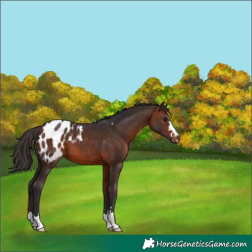 Horse Color:Brown Blanket 