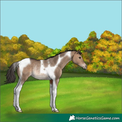 Horse Color:Brown Dun Tobiano Rabicano