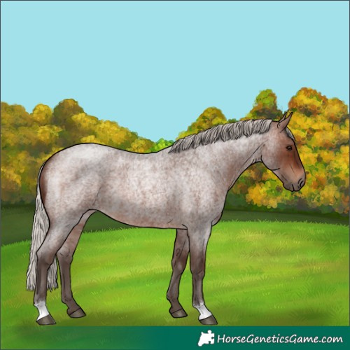 Horse Color:Silver Brown Roan