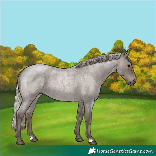 Horse Color:Silver Blue Roan Rabicano 