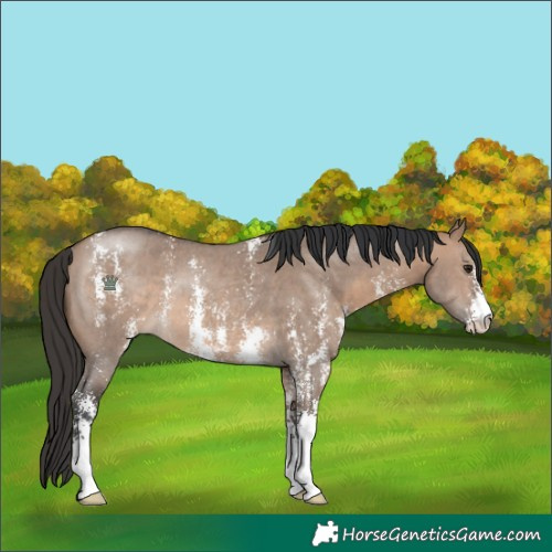 Horse Color:Brown Dun Sabino Rabicano