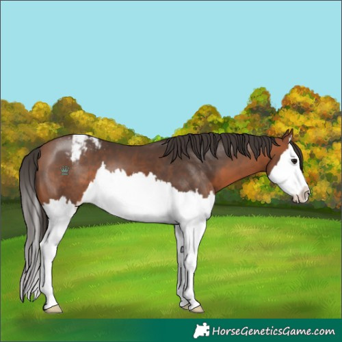 Horse Color:Bay Sabino Splash Appaloosa