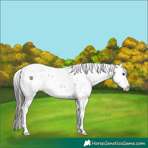 Horse Color:Grullo Sabino Splash Appaloosa Rabicano 