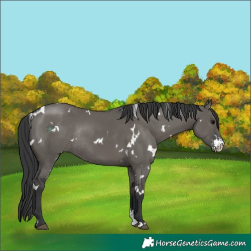 Horse Color:White Spotted Grullo Sabino Rabicano 