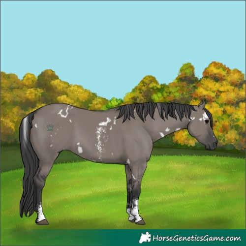 Horse Color:White Spotted Grullo Sabino 