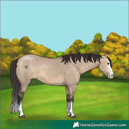 Horse Color:Brown Dun Sabino Splash 